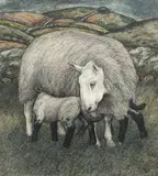 Seren Bell, Ewe and Lamb, watercolour