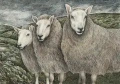 Seren Bell, Sheep, watercolour