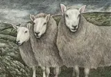 Seren Bell, Sheep, watercolour