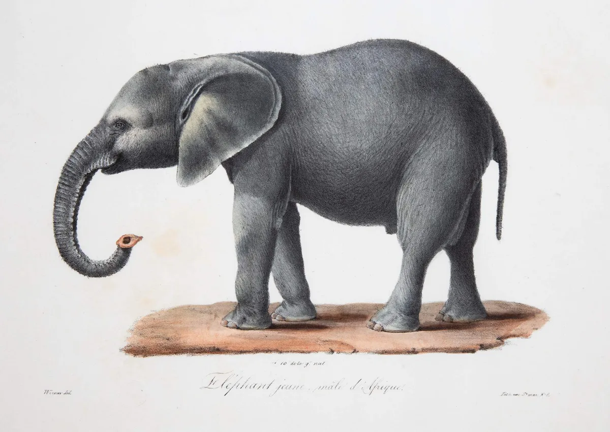 Elephant Lithograph & Belfast Etching, Untitled, Hand-colored lithograph