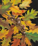 Regina Engelhardt, Chestnuts, Gouache on Paper