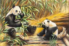 Regina Engelhardt, Pandas, Oil on Canvas Board