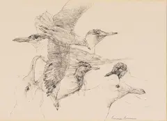 Norman Brumm, Seagulls, Ink Drawing on Paper