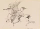 Norman Brumm, Seagulls, Ink Drawing on Paper
