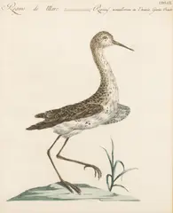 Collared Plover of Santo Domingo Island by Saverio Manetti, 1767-1776, Hand Colored Copper Engraving on Laid Paper, sold Nov 2025