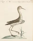 Saverio Manetti, Collared Plover of Santo Domingo Island, 1767-1776, Hand Colored Copper Engraving on Laid Paper