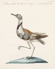 Snipe CDLIX, King of the Sea by Saverio Manetti, 1776, Hand Colored Copper Engraving on Laid Paper 1767, sold Nov 2025