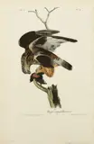 John T. Bowen, Rough-legged Buzzard, After John James Audubon, Hand Colored Lithograph on Paper, Ca. C. 1840s