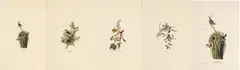 John James Audubon, Untitled, Offset Lithographs on Rag Paper, Amsterdam Edition, Ca. 1971, 'Marsh Wren, Columbian Hummingbird, Black