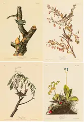John James Audubon, Untitled, Offset Lithographs on Rag Paper, Amsterdam Edition, Ca. 1971, 'Tree Sparrow, Red-breasted Nuthatch, Chi
