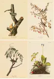 John James Audubon, Untitled, Offset Lithographs on Rag Paper, Amsterdam Edition, Ca. 1971, 'Tree Sparrow, Red-breasted Nuthatch, Chi