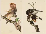 John James Audubon, Barred Owl, Rough-legged Falcon, circa 1971, Offset Lithographs on Rag Paper, Amsterdam Edition