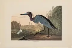 John James Audubon, Blue Crane or Heron, circa 1971, Offset Lithograph on Rag Paper, Amsterdam Edition