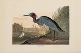 John James Audubon, Blue Crane or Heron, circa 1971, Offset Lithograph on Rag Paper, Amsterdam Edition