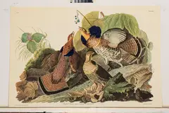 Ruffed Grouse by John James Audubon, circa 1971, Offset Lithograph on Rag Paper, Amsterdam Edition, sold Sep 2025