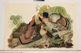 John James Audubon, Ruffed Grouse, circa 1971, Offset Lithograph on Rag Paper, Amsterdam Edition