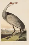 John James Audubon, Whooping Crane (Grus Americana), circa 1971, Offset Lithograph on Rag Paper, Amsterdam Edition