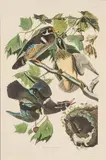 John James Audubon, Summer or Wood Duck (Anas Sponsa), circa 1971, Offset Lithograph on Rag Paper, Amsterdam Edition