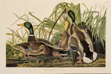John James Audubon, Mallard Duck, circa 1971, Offset Lithograph on Rag Paper, Amsterdam Edition