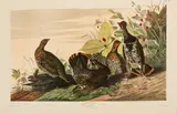 John James Audubon, Spotted Grouse, 1971, Offset Lithograph on Rag Paper, Amsterdam Edition