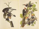John James Audubon, Untitled, Offset Lithographs on Rag Paper, Amsterdam Edition, Ca. 1971, 'Pileated Woodpecker, Rough-legged Falcon
