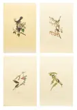 John James Audubon, Untitled, Offset Lithographs on Rag Paper, Amsterdam Edition, Ca. 1971, 'Cat Bird, Tree Sparrow, Pine Finch, Purp
