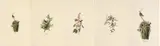 John James Audubon, Untitled, Offset Lithographs on Rag Paper, Amsterdam Edition, Ca. 1971, 'Marsh Wren, Columbian Hummingbird, Black