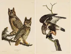 John James Audubon, Great Horned Owl, Rough-legged Falcon, circa 1971, Offset Lithographs on Rag Paper, Amsterdam Edition
