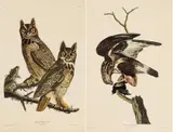 John James Audubon, Great Horned Owl, Rough-legged Falcon, circa 1971, Offset Lithographs on Rag Paper, Amsterdam Edition