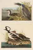 John James Audubon, Untitled, Offset Lithographs on Rag Paper, Amsterdam Edition, Ca. 1971, 'Hooded Merganser, Great Northern Diver o
