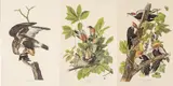 John James Audubon, Untitled, Offset Lithographs on Rag Paper, Amsterdam Edition, Ca. 1971, 'Pileated Woodpecker, American Robin, Rou