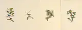 John James Audubon, Untitled, Offset Lithographs on Rag Paper, Amsterdam Edition, Ca. 1971, 'American Goldfinch, Crested Titmouse, Re