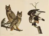 John James Audubon, Great Horned Owl, Rough-legged Falcon, circa 1971, Offset Lithographs on Rag Paper, Amsterdam Edition
