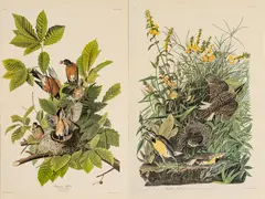 John James Audubon, American Robin, Meadow Lark, circa 1971, Offset Lithographs on Rag Paper, Amsterdam Edition