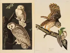 John James Audubon, Snowy Owl, Barred Owl, circa 1971, Offset Lithographs on Rag Paper, Amsterdam Edition