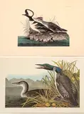 John James Audubon, Untitled, Offset Lithographs on Rag Paper, Amsterdam Edition, Ca. 1971, 'Hooded Merganser, Great Northern Diver o