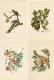 John James Audubon, Untitled, Offset Lithographs on Rag Paper, Amsterdam Edition, Ca. 1971, 'Passenger Pigeon, Baltimore Oriole, Litt