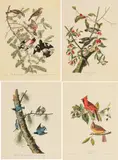 John James Audubon, Untitled, Offset Lithograph on Rag Paper, Amsterdam Edition, 1971, 'Cardinal Grosbeak, White-breasted Black-cappe