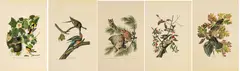 Untitled by John James Audubon, Offset Lithograph on Rag Paper, Amsterdam Edition, Ca. 1971, 'Canada Jay, Baltimore Oriole, Downy Woodp, sold Sep 2025
