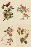 John James Audubon, Untitled, Offset Lithographs on Rag Paper, Amsterdam Edition, Ca. 1971, 'Cardinal Grosbeak, Summer Red Bird, Rice