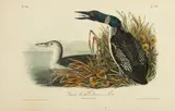 John T. Bowen, Great North Diver Loon, After John James Audubon, Hand Colored Lithograph on Paper, Ca. 1840s