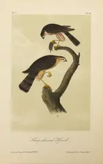 Sharp-shinned Hawk by John T. Bowen, After John James Audubon, Hand Colored Lithograph on Paper, Ca. 1840s, sold Sep 2025