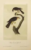 John T. Bowen, Sharp-shinned Hawk, After John James Audubon, Hand Colored Lithograph on Paper, Ca. 1840s