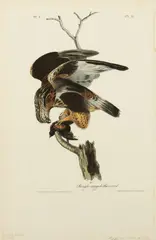 Rough-legged Buzzard by John T. Bowen, After John James Audubon, Hand Colored Lithograph on Paper, Ca. C. 1840s, offered Sep 2025