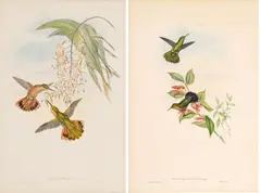 John Gould, And Henry Richter (English, 1821-1902) Hand Colored Lithographs, on Paper