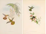 John Gould, And Henry Richter (English, 1821-1902) Hand Colored Lithographs, on Paper