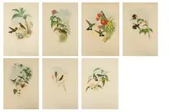 John Gould, Hummingbirds, And Henry Richter (English, 1821-1902) Hand Colored Lithographs on Paper