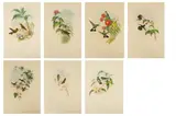John Gould, Hummingbirds, And Henry Richter (English, 1821-1902) Hand Colored Lithographs on Paper