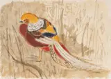 Charles Culver, Golden Pheasant, Watercolor And Pastel on Paper, 1960s