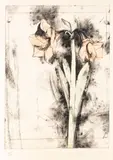 Jim Dine, Lilies, from the Temple of Flora, 1978, Drypoint And Hand-coloring, on Fabriano Rosaspina